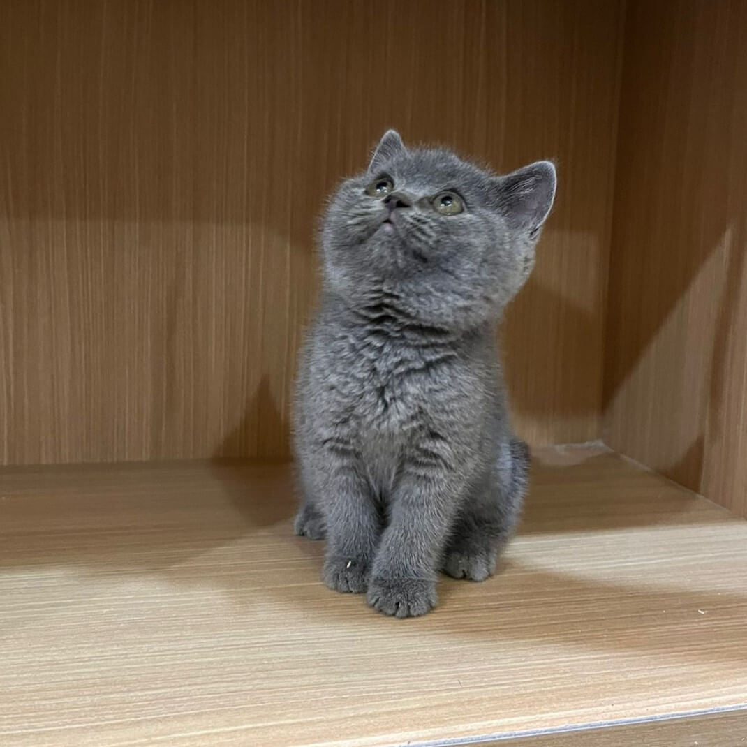 British Shorthair